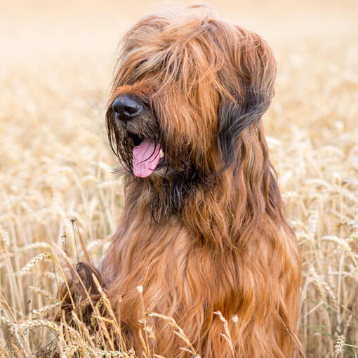 Briard zit in het veld