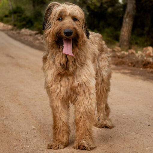 Briard staat op de weg