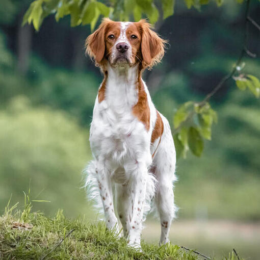 Epagneul Breton loopt in het bos