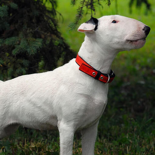 Bull Terriër staat op het gras