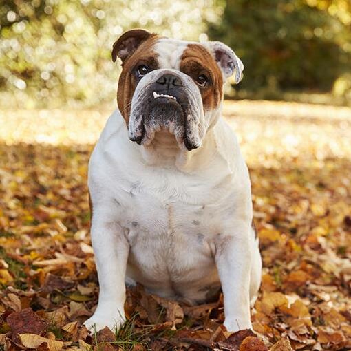 Bulldog Hondenras
