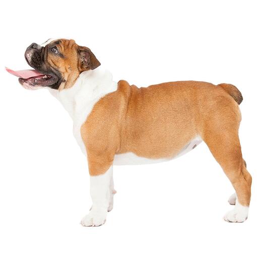 Bulldog Hondenras