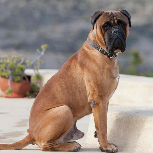 Bullmastiff zit in de tuin