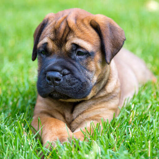 Bullmastiff puppy ligt op het gras