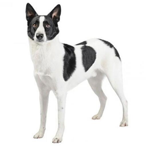 Canaänhond hondenras