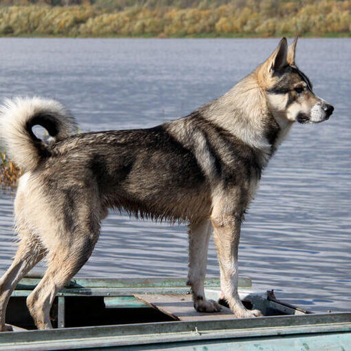 Canadese Eskimohond naast het water