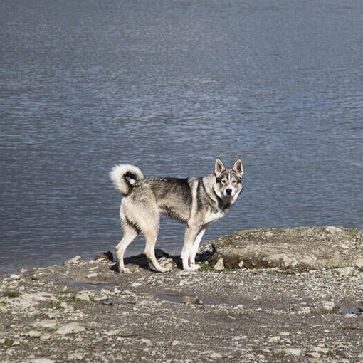 Canadese Eskimohond staat aan de kust