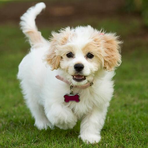 Cavachon hondenras