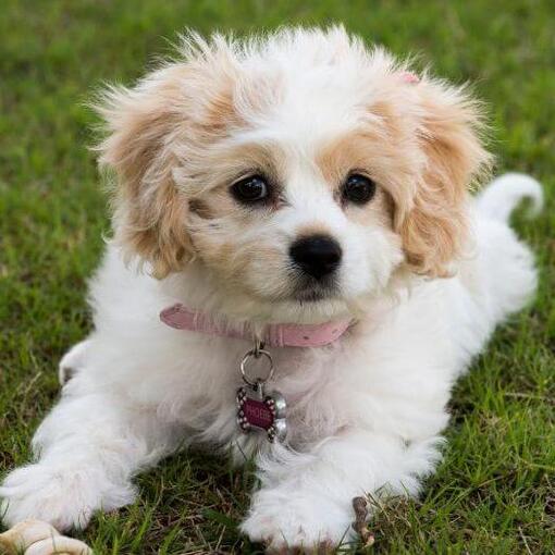Cavachon hond ligt op het gras