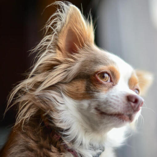 Bruine Langharige Chihuahua kijkt