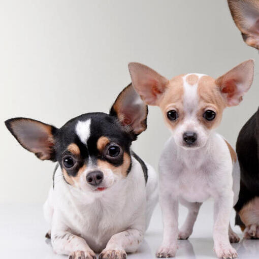 Drie Chihuahuas