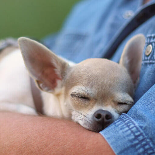 Chihuahua slaapt in de handen van een man