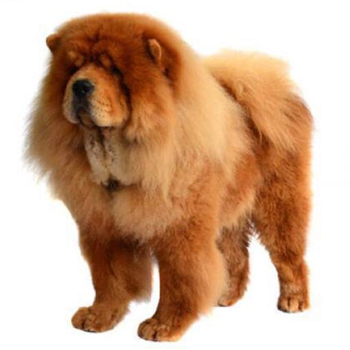 Chow Chow Hondenras