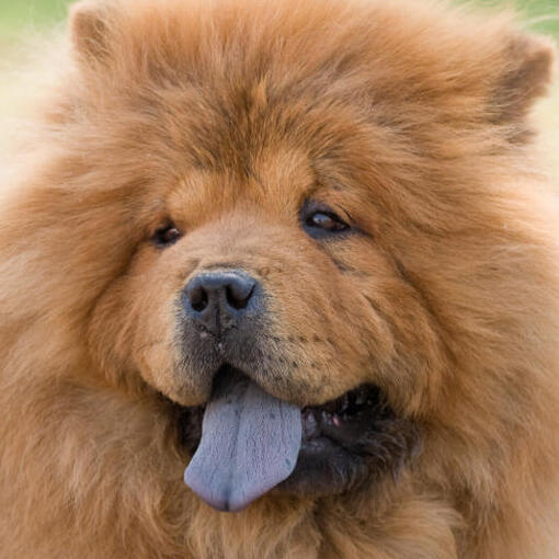 Crème kleurige Chow Chow hond