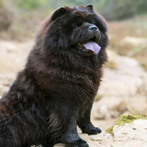 Zwarte Chow Chow hond zit