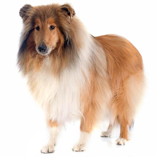 Collie -  Schotse Herdershond (ruwhaar)  Hondenras