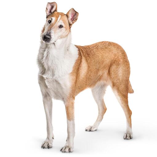 Collie -  Schotse Herdershond (korthaar) Hondenras