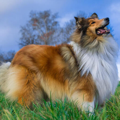 Collie kijkt naar de lucht