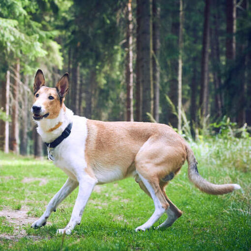 Kortharige collie in het bos