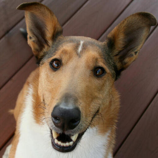 Liggende kortharige Collie