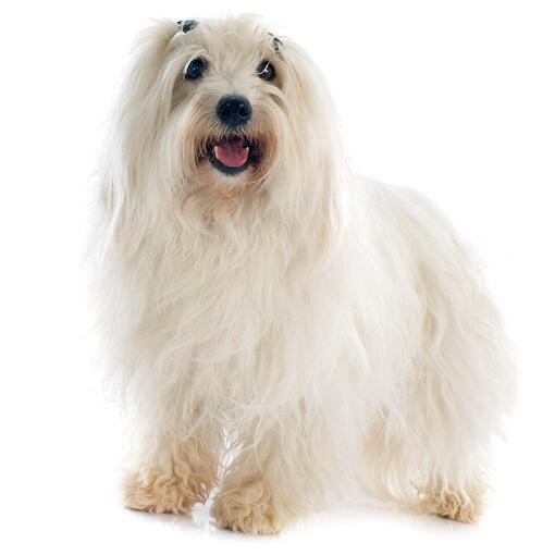 Coton De Tuléar Hondenras