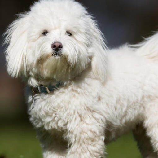 witte pluizige Coton De Tuléar hond staat buiten