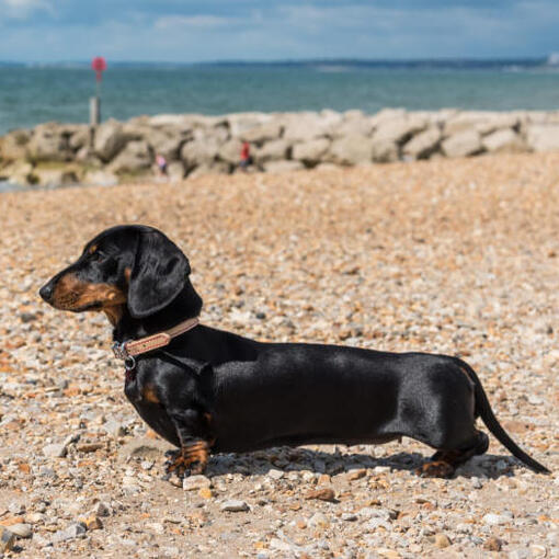 Kortharige dwergteckel op het strand