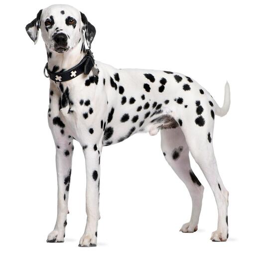 Dalmatiër Hondenras