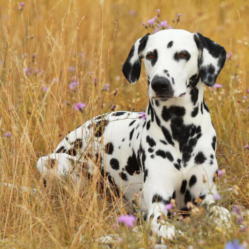 Dalmatiër Hondenras