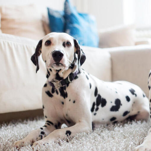 Dalmatiër Hondenras