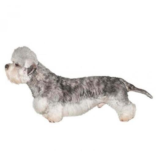 Dandie Dinmont Terriër Hondenras