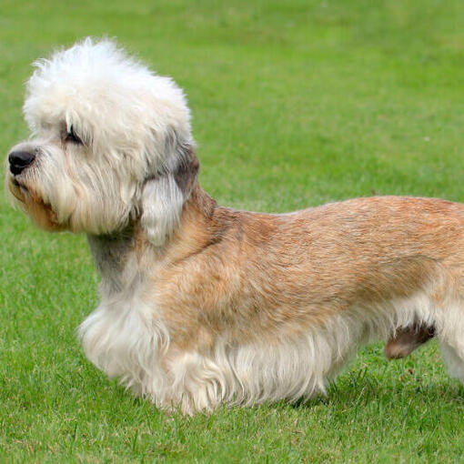 Dandie Dinmont Terriër staat op  het gras