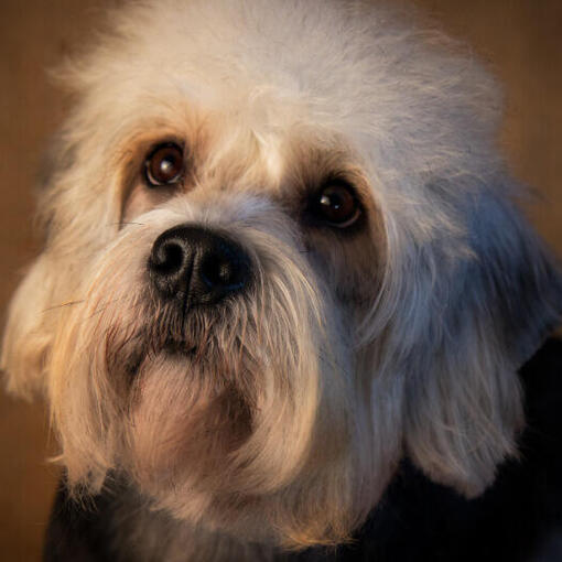 Dandie Dinmont Terriër kijkt staand