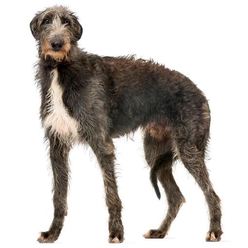 Deerhound Hondenras