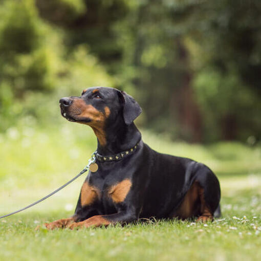 dobermann ligt op het gras