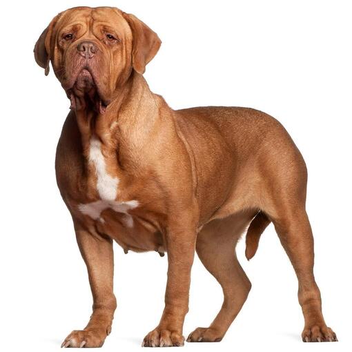 Bordeauxdog Hondenras