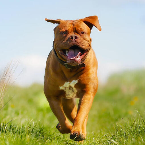 Blije Bordeauxdog rent door het veld