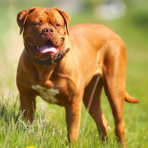Bordeauxdog staat op het gras