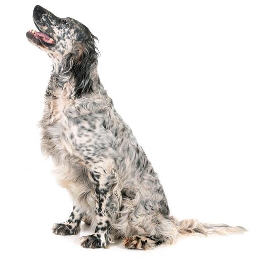 Engelse Setter Hondenras