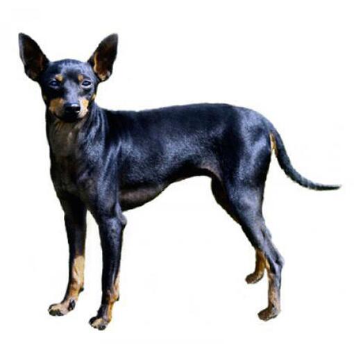Engelse Toy Terriër (Black & Tan) Hondenras