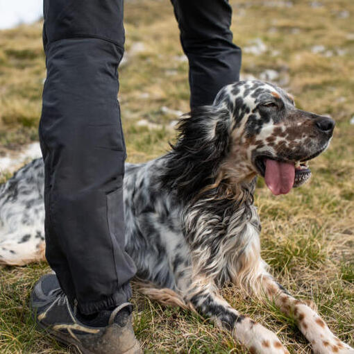Engelse Setter ligt op de grond