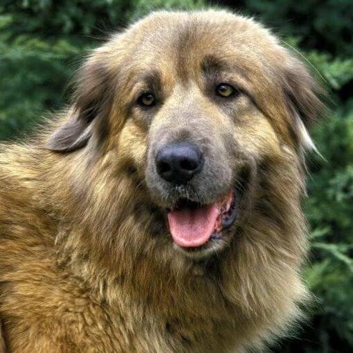 Estrela Berghond kijkt