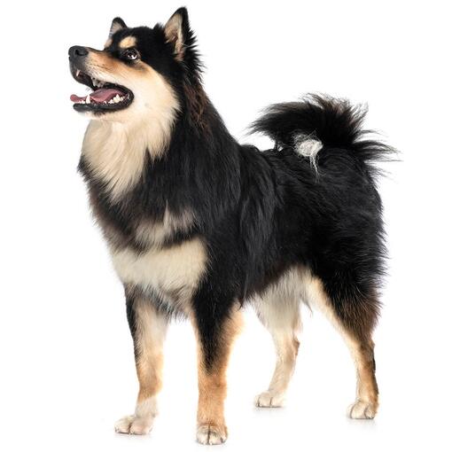 Finse Lappenhond Hondenras