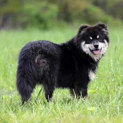 Finse Lappenhond staat in het veld