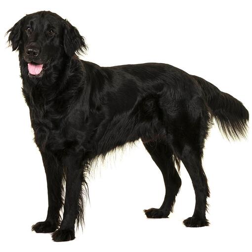 Flatcoated Retriever Hondenras