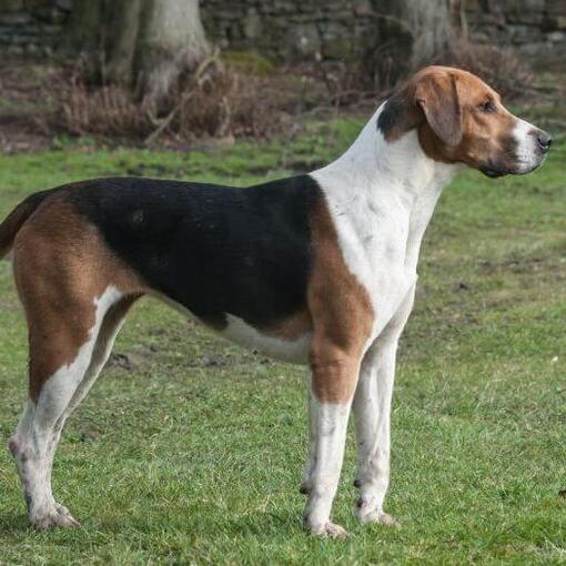 Foxhound staat op het gras