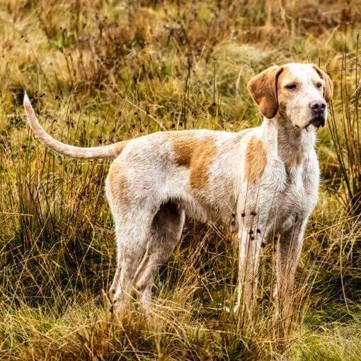 Foxhound in het veld