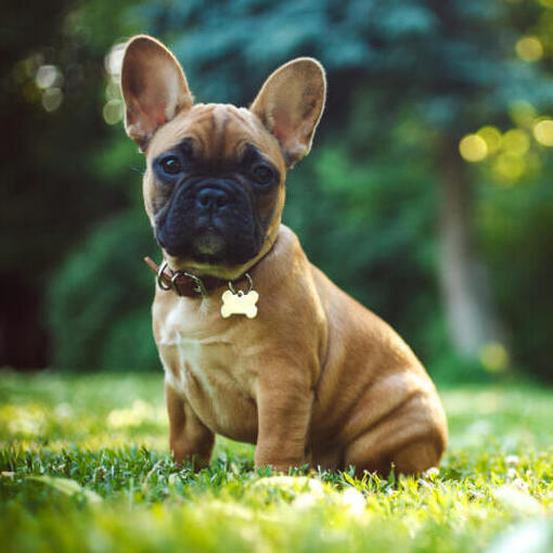 Franse Bulldog zit op het gras