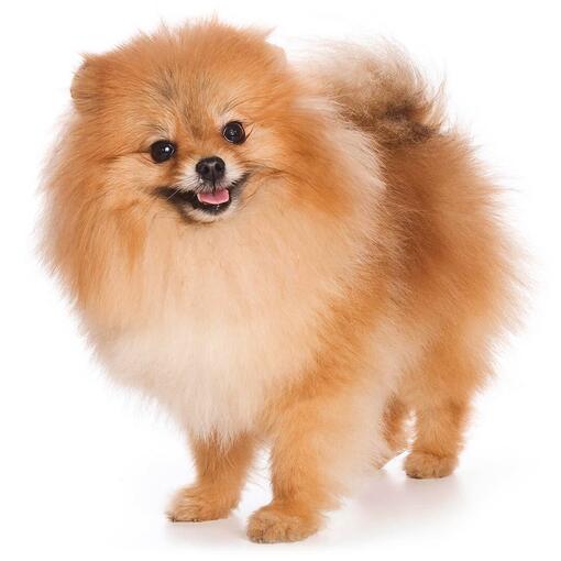 Dwergkeeshond Hondenras