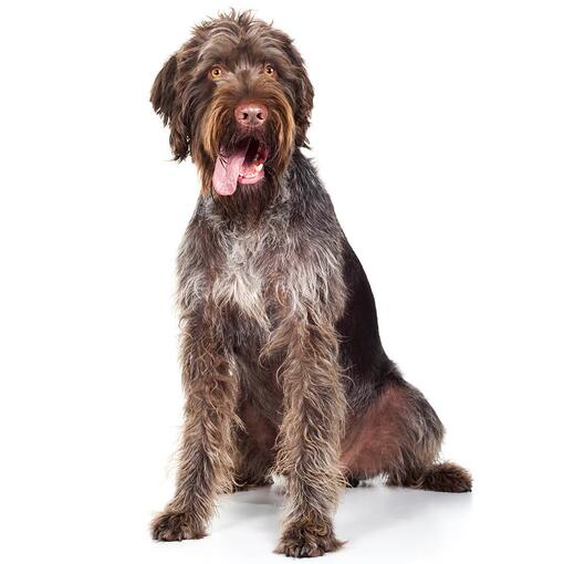 Duitse Staande Hond (Draadhaar) Hondenras